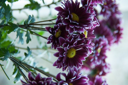 beautiful maroon chrysanthemum with yellow center on a blurred backgroundの写真素材