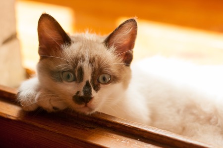 small nice fluffy kitten close-up day in the roomの写真素材