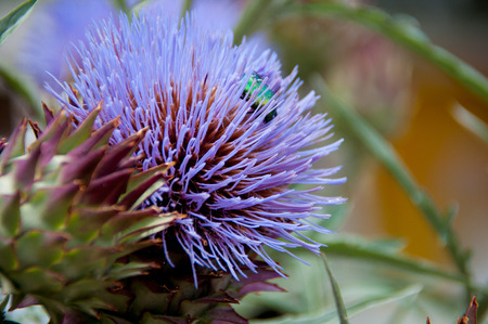 many colors thistle closeup with blurred backgroundの写真素材