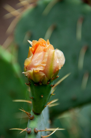 flowering cactus or prickly pears closeupの写真素材