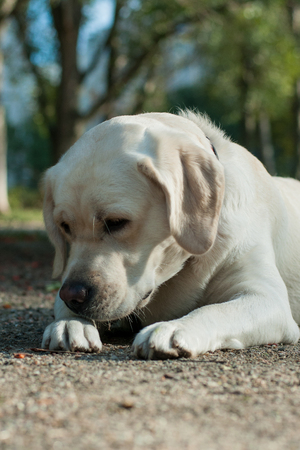 white labrador head closeupの写真素材