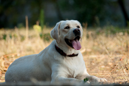 beautiful purebred labrador white closeup outdoors