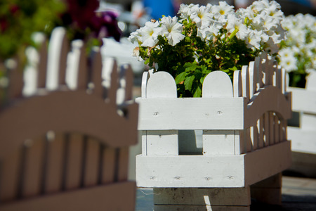 white wooden bed with white and purple petunias petuniasの写真素材