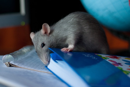 beautiful gray rat gnaws notebook blue with whiteの写真素材
