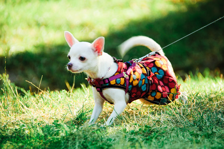 pedigree dog chihuahua clothing outdoorsの写真素材