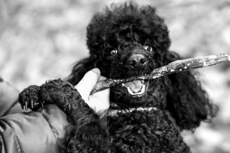 human hand holding a stick which gnaws black poodleの写真素材