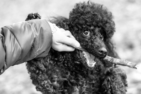 human hand holding a stick which gnaws black poodleの写真素材