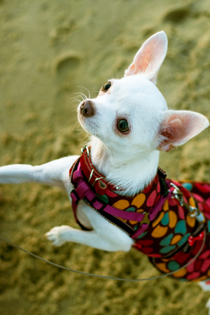 Chihuahua dog standing on its hind legs on a background of sandの写真素材