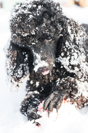 Black poodle with red Ball is played in winter on snow backgroundの写真素材