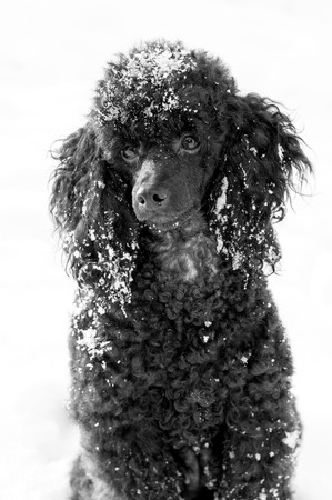 snowbound beautiful black poodle sitting on snow in winterの写真素材