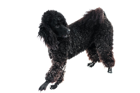 beautiful black poodle standing on the snow bright winter dayの写真素材
