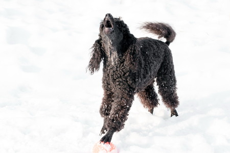 beautiful black poodle standing on the snow bright winter dayの写真素材