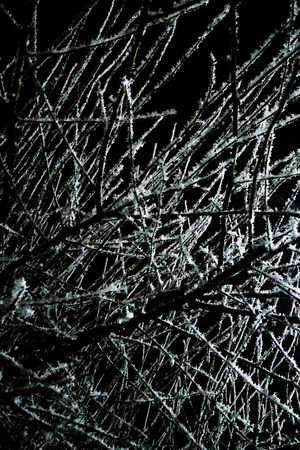 beautiful snow-covered branches of trees in the evening with illuminationの写真素材
