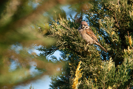 gray sparrow sitting on a juniper close up dayの写真素材