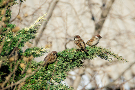 many gray sparrows sitting on the juniper closeup dayの写真素材