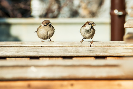 many gray sparrows sitting on a wooden fenceの写真素材