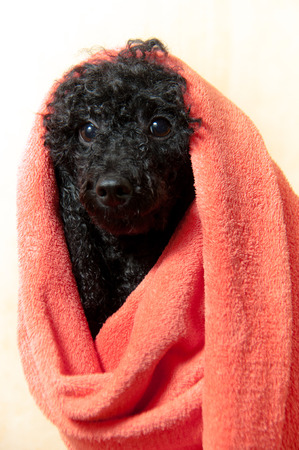 Black poodle with a towel on his head after bathingの写真素材