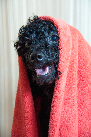 Black poodle with a towel on his head after bathingの写真素材