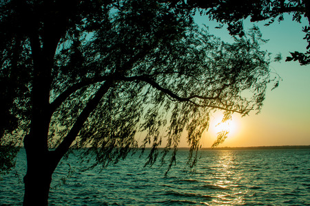 tree willow near the water in the evening sunsetの写真素材