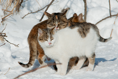 three cats sit in the snow on a snowy dayの写真素材