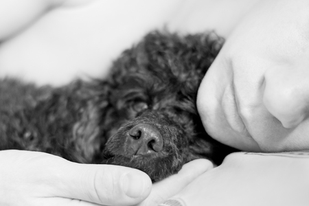 muzzle of a black poodle and a man on a pillowの写真素材