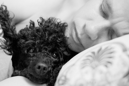 muzzle of a black poodle and a man on a pillowの写真素材