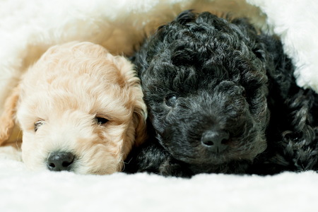 two puppies of poodle breed black and beige lie on a white coverletの写真素材