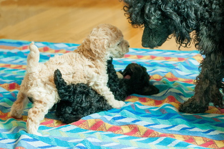 two black and beige puppies playing on the litterの写真素材