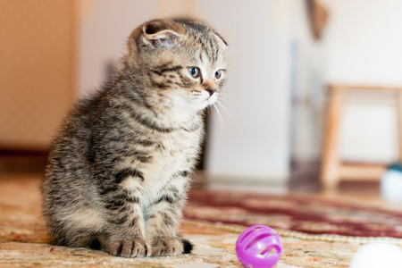 a beautiful little gray kitten in the room sits near the toyの写真素材