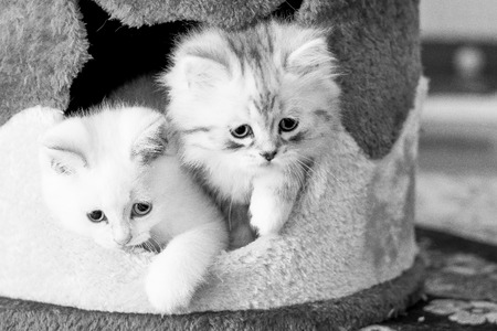 two kittens are looking out of their houseの写真素材