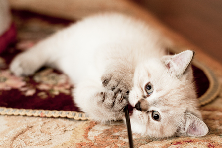 beautiful little kitten of white color in the room looks aroundの写真素材