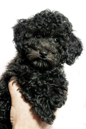 beautiful black puppy of a poodle on a white backgroundの写真素材