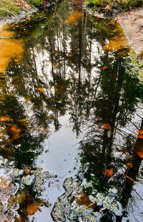 Reflection of trees in a puddle of water. Autumn.の写真素材