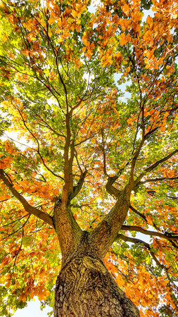 Beautiful autumnal tree with yellowed leaves and blue sky background