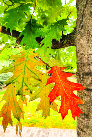 Colorful autumnal oak leaves on the tree in the park.の写真素材