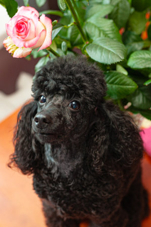 Portrait of black poodle with pink rose on the background.の写真素材