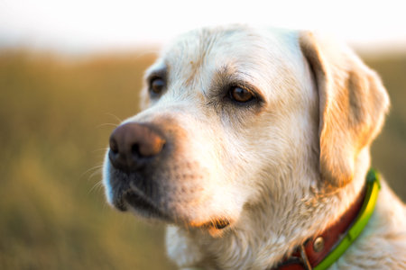 Labrador Retriever in a field, shallow depth of field