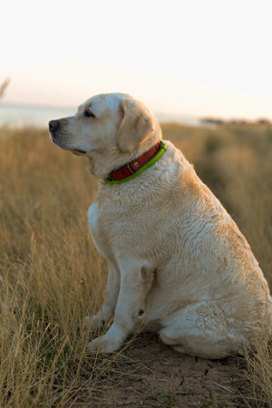 yellow labrador retriever sitting in the field at sunset in summerの写真素材