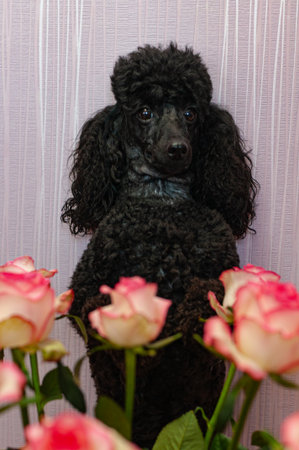 A black poodle sitting on a bed of pink roses and looking at the camera.の写真素材