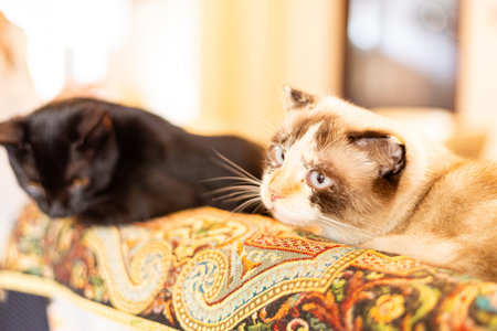 Close up of two cute cat on sofa in living room