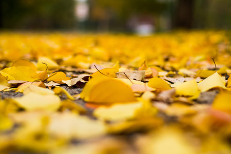 fallen yellow leaves on the ground in autumn park, shallow depth of field