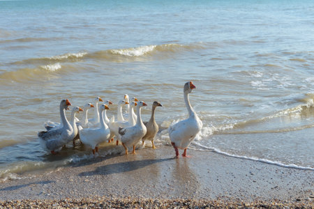 White geese walk on the shore of the lake in the summerの写真素材