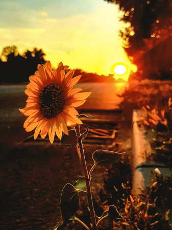 Sunflower with beautiful sunset on the background. Selective focus.