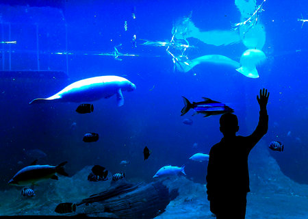 Person watching the fish in the aquarium. Underwater world.の写真素材