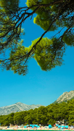 Pine trees on the beach in Kornati national park, Croatiaの写真素材