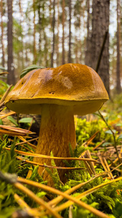Boletus edulis mushroom growing in the forest in autumn