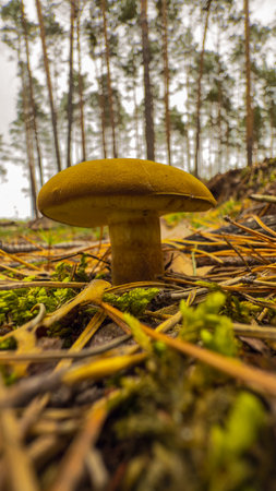 Boletus edulis mushroom growing in a pine forest.