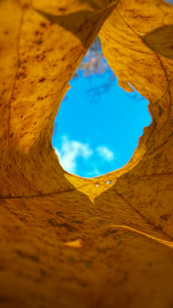 Close up of yellow maple leaf with blue sky background, autumn seasonの写真素材