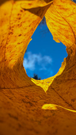 Yellow autumn leaves with blue sky background. Abstract autumn background. Copy space.の写真素材