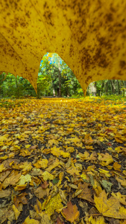 Fallen leaves on the ground in the park. Autumn background.の写真素材
